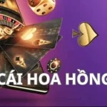 WINBET - Nhà cái hoa hồng cao không thể bỏ lỡ